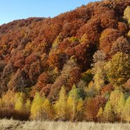 Einsatz für die Urwälder in Rumänien